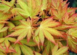 Acer Palmatum Orange Dream / Sárgás zöld levelű Japán juhar